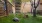 a group of dogs in a yard