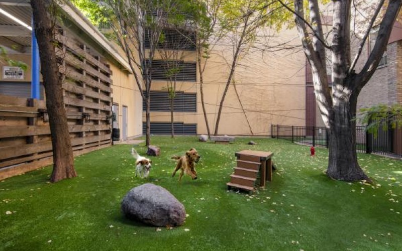 a group of dogs in a yard
